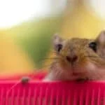 What To Do If Your Gerbil Escaped