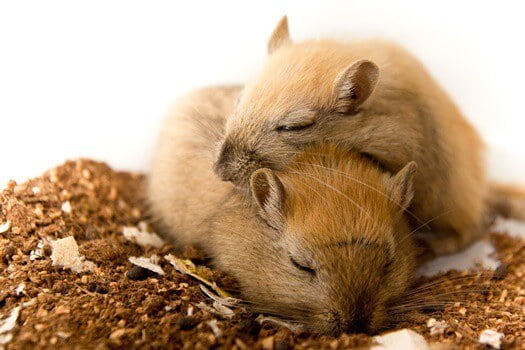 are gerbils or hamsters more friendly?