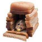 can gerbils eat bread?