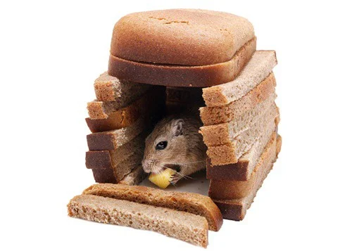 can gerbils eat bread?