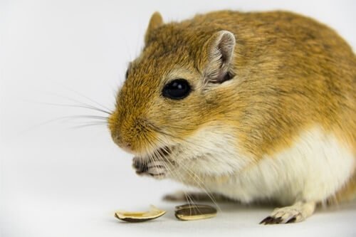 can gerbils eat nuts?