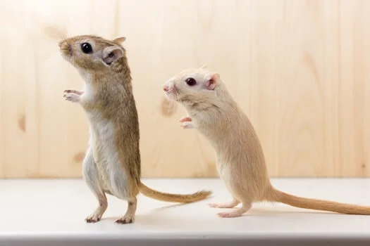 difference between male and female gerbils