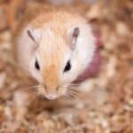gerbil scent gland tumor appearance