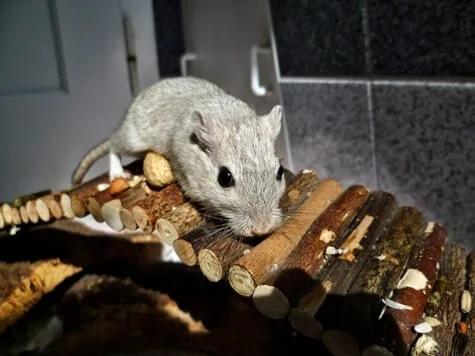 how often should you feed gerbils?