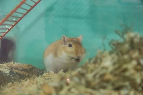 insects gerbils eat