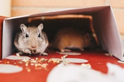 is it safe for gerbils to eat seeds?