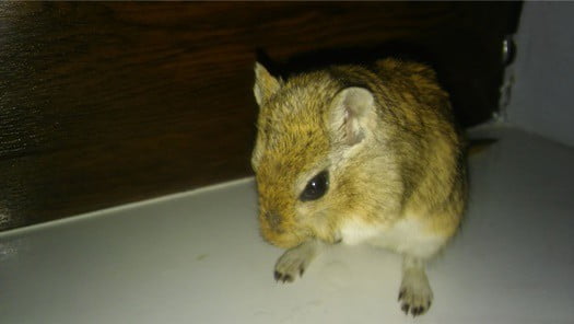 what to do if your gerbil has a seizure