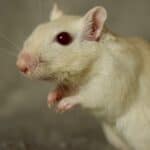 white gerbils with red eyes