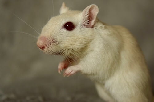 white gerbils with red eyes