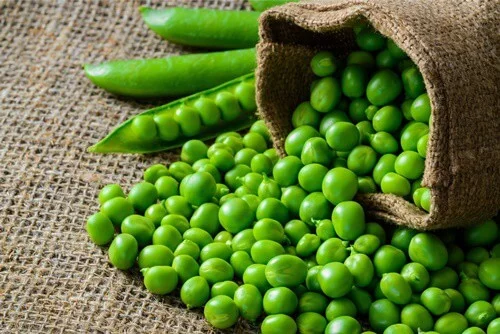Can Gerbils Eat Peas?