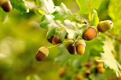 are acorns good for gerbils?