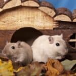how can you tell if gerbils are playing or fighting?