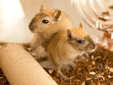 how to introduce gerbils to each other