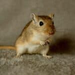 what does it mean when a gerbil stomps its feet?