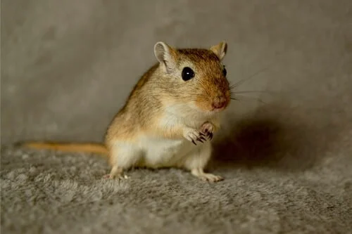 what does it mean when a gerbil stomps its feet?