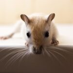what is wet tail in gerbils?