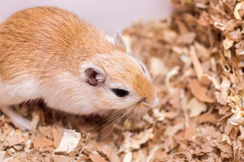 what's the biggest gerbil ever?