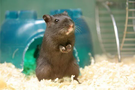 can gerbils be left alone for a week?