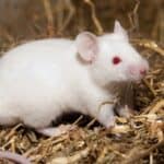 can gerbils mate with mice?