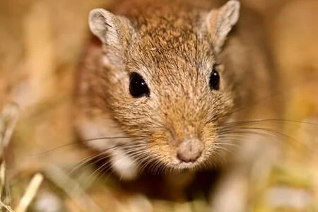 can gerbils play outside?