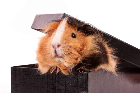 can guinea pigs and gerbils play together?