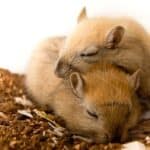 do gerbils sleep together?