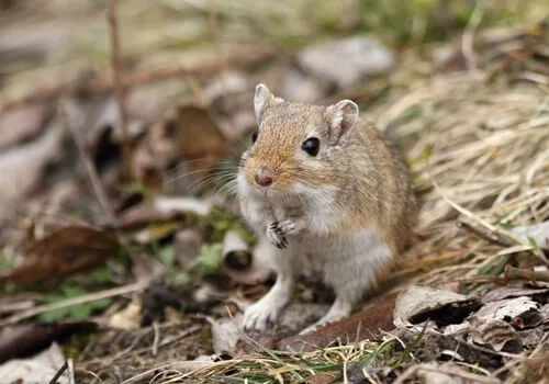 facts about wild gerbils