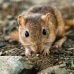 how well can gerbils see?