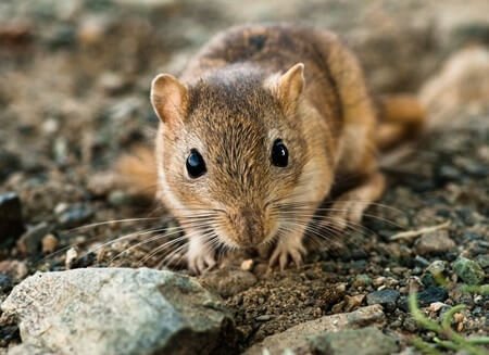 how well can gerbils see?