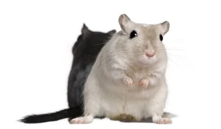 one gerbil bigger than other
