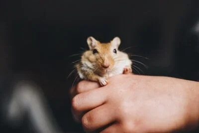 what are the best names for gerbils?