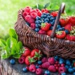 what berries can gerbils eat?