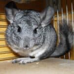 chinchillas and gerbils as pets