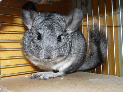 chinchillas and gerbils as pets