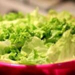 Can Gerbils Eat Lettuce?