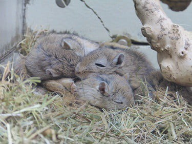 gerbils grooming each other