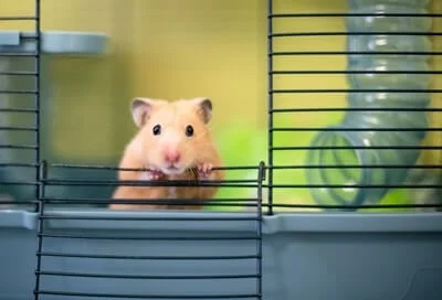 How Long Do Hamsters Live in captivity?