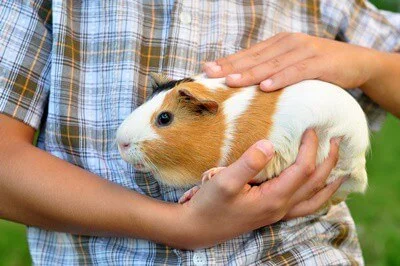 are guinea pigs loving pets?