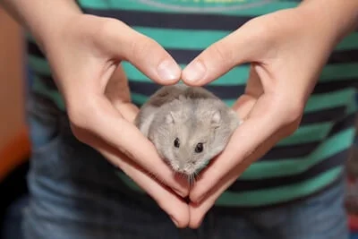 are hamsters cuddly pets?