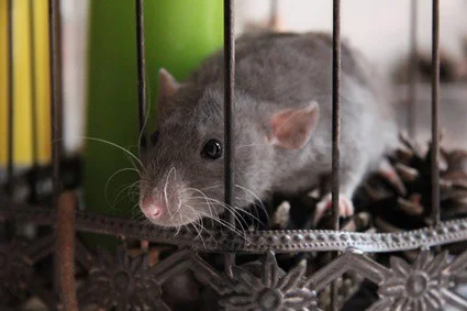 how long do pet rodents live?