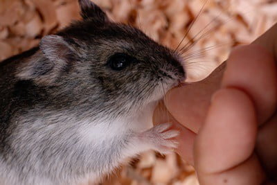most loving rodent pet