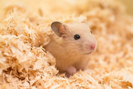rodent pets that live long lives