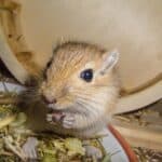 can gerbils be potty trained?