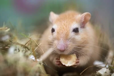 snacks to give gerbils