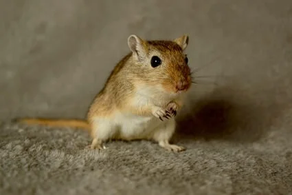 what do gerbils do when they are scared?