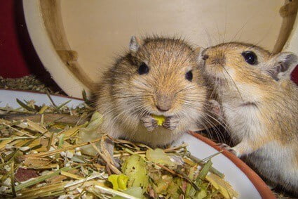 what treats can gerbils have?
