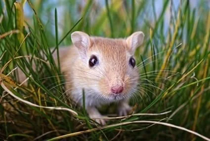 do gerbils poop when they are scared?