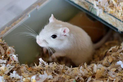 How to stop gerbils making a mess