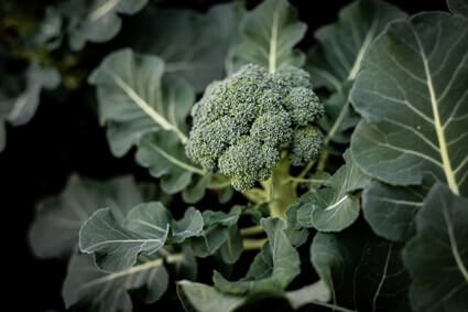 is broccoli good for gerbils?