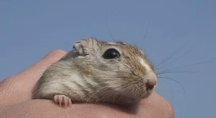 is it bad if a gerbil bites you?